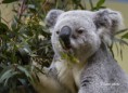 /album/zoo/img-9966-masolata-jpg/